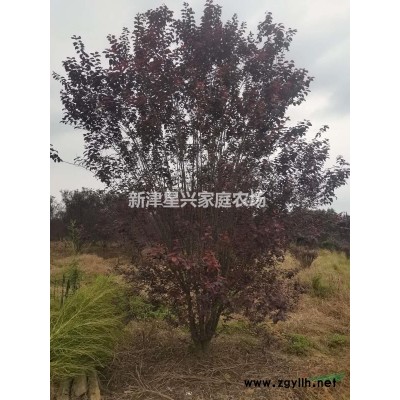 低分枝紅葉李基地12到18