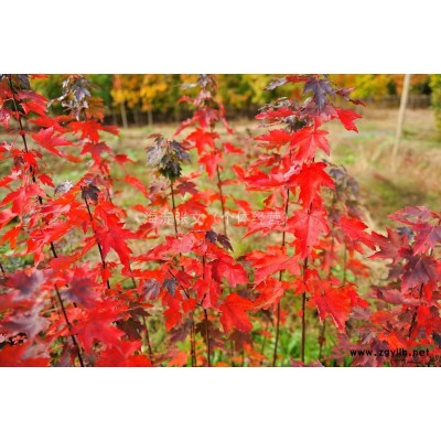 美國(guó)紅楓種子