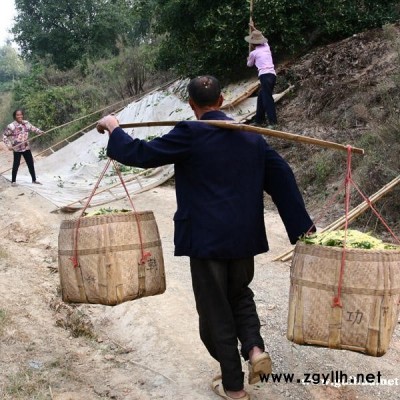 八月鮮桂花，干桂花大量供應