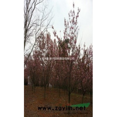 紫葉李、紅葉李！！！！