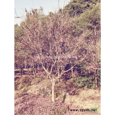 出售10公分紅楓80棵