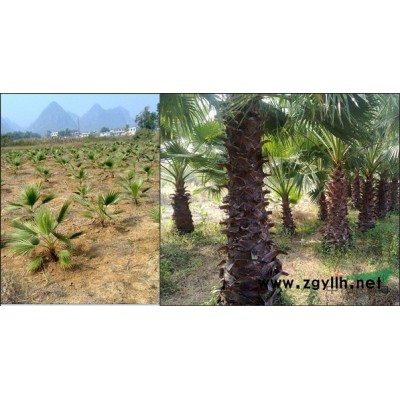 桂花樹、小葉榕、鐵樹、老人葵、針葵