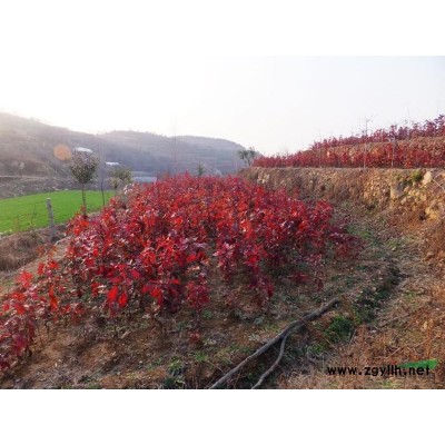 美國紅楓，美國紅楓種子，美國紅楓小樹苗