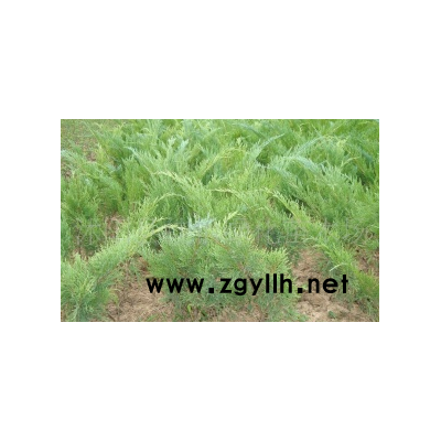 金合歡種子、紅楓種子、紫丁香種子