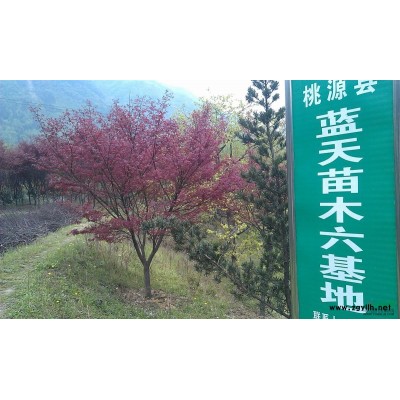 湖南常德供應(yīng)4-16公分紅楓3000株