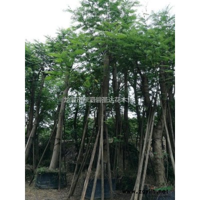 福建漳州紅葉李基地各種規(guī)格大量批發(fā)供應(yīng) 自家貨源，無(wú)中介