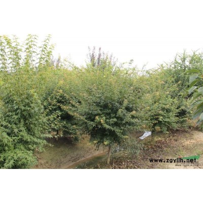 浙江上虞 紅楓地徑7-9厘米