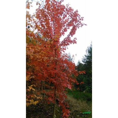 浙江18公分美國紅楓新報價/18公分美國紅楓圖片