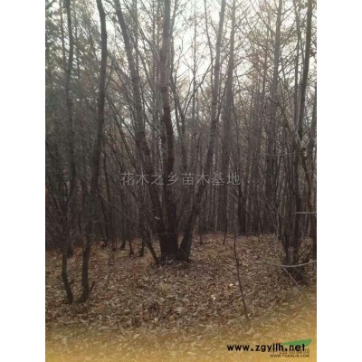 紅楓*新價格/紅楓報價