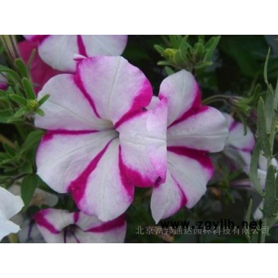 美國改良紅楓種子