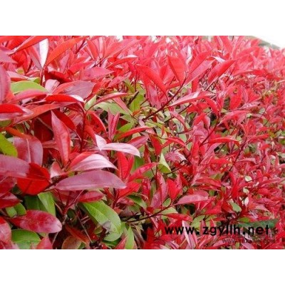 紅楓，紅楓照片，紹興紅楓