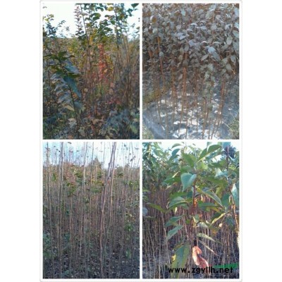 嵊州紅葉李、紫薇、海棠、櫻花小苗各10萬