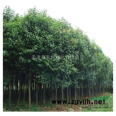 供應(yīng)紅葉李、泡桐、蜀檜、柳樹(shù)等綠化苗木