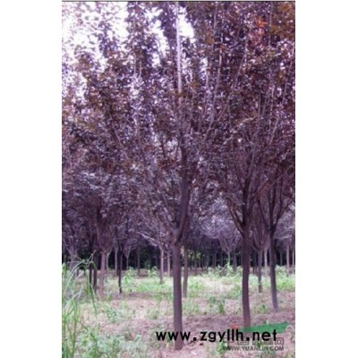 紅葉李種植技巧【咨詢】紅葉李價格 山東紅葉李