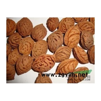 紅葉李小苗//紅葉李苗木價格【紅葉李苗木批發】