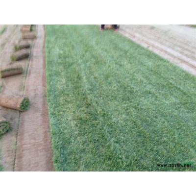 陜西紅葉李 西安紅葉李