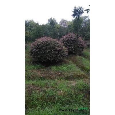 大量供應（紅葉李）   大量出售（紅葉李）