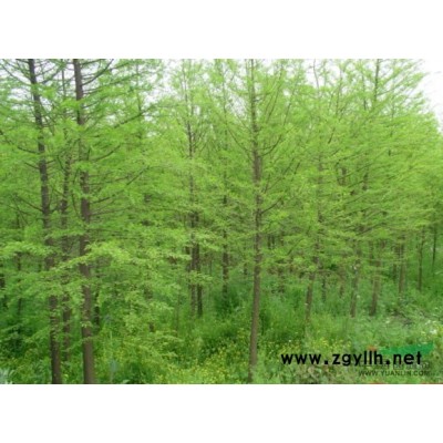 紅葉李*新價格/紅葉李報價