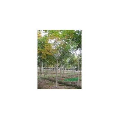 紅葉李批發(fā)價格 南京紅葉李價格批發(fā)供應