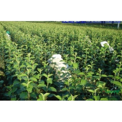 供應紅葉李 供應紅葉李批發價格 供應紅葉李小苗