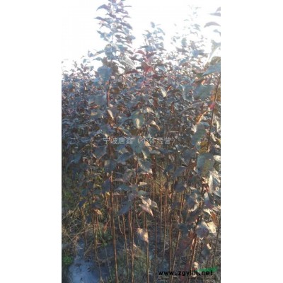 紅葉李小苗 紅葉李