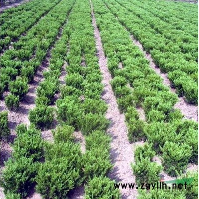 海棠、龍柏、紅葉李