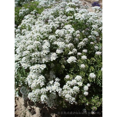 大量供應金脈連翹