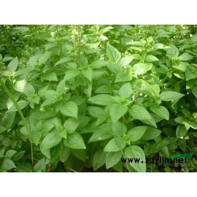 多色豐花月季||連翹種植基地||大花月季種植基地