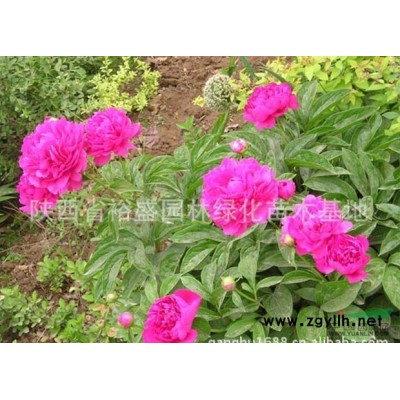 連翹3供應/連翹3圖片