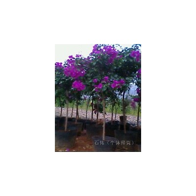 低價出售黃連翹余紅葉石楠球，桂花樹，緬桂樹