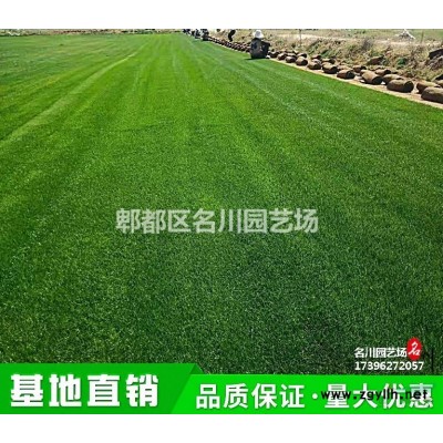 成都紅葉石楠基地_公園紅葉石楠球_綠籬批發價_灌木球批發基地_市政綠化小苗