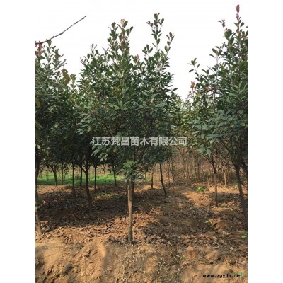 大量供應連翹球 連翹球基地