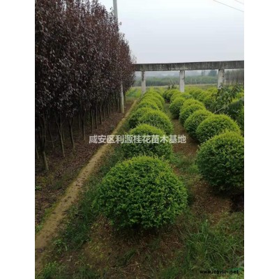 湖北供應紅葉石楠球 咸寧紅葉石楠球基地規格*