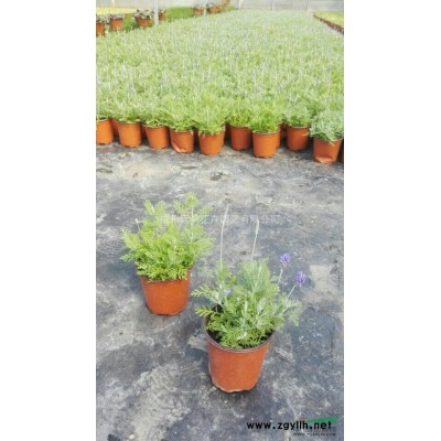 金露花 假連翹 多規格盆裝 自有基地各種時令草花出售