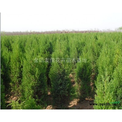 到什么地方買檜柏，龍柏，連翹，大小葉黃楊*便宜