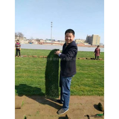 紅葉石楠小苗供應/紅葉石楠小苗圖片