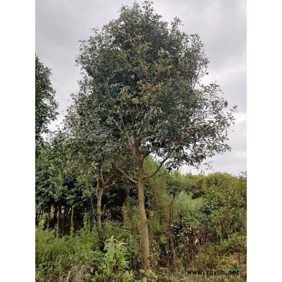 高1.2米小喬木（紅葉石楠）