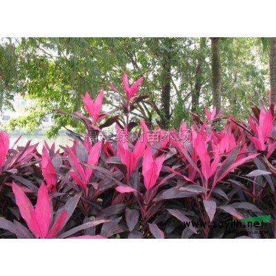 福建漳州供應(yīng)紅葉石楠球