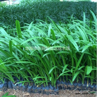 福建漳州金邊假連翹基地各種規(guī)格大量批發(fā)供應(yīng)  自家貨源，