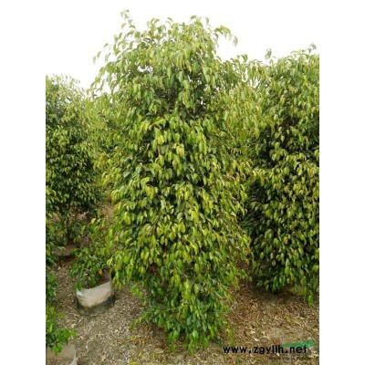 福建金邊假連翹 福建金邊假連翹價格