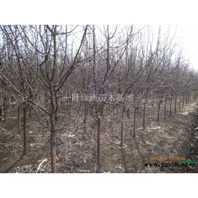 出售：連翹.紅王子錦帶.桃紅.艷福來(lái)木.榆葉梅.紅瑞木.水臘