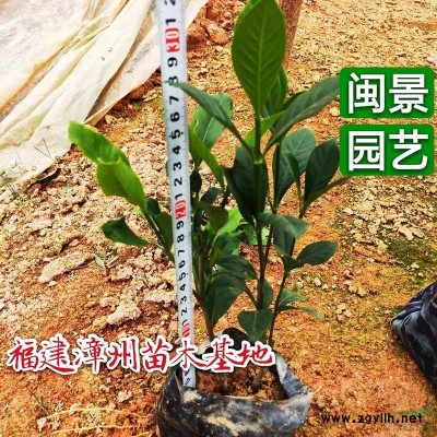 紅葉石楠 高30 福建漳州閩景園藝場(chǎng)