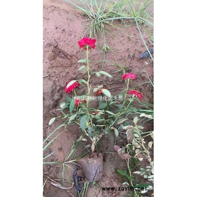 紅葉石楠樹價格石楠樹基地精品紅葉石楠圖片