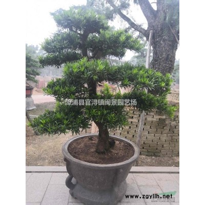 銀邊假連翹 高20 福建漳州閩景園藝場(chǎng)