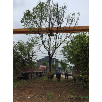 紅葉石楠球市場價格