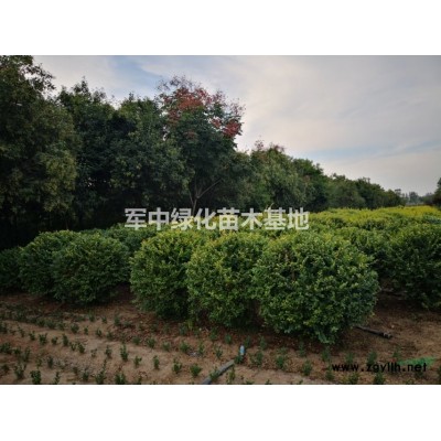 連翹球，藥用連翹50一200公分冠