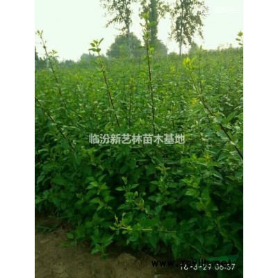 連翹苗種植效益及價格，連翹苗種植條件。