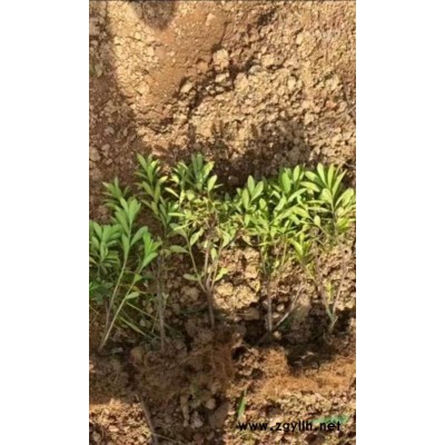 紅葉石楠小苗  紅葉石楠球  苗圃基地直發