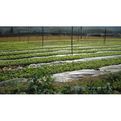 紅葉石楠杯苗、毛球、金森女貞杯苗