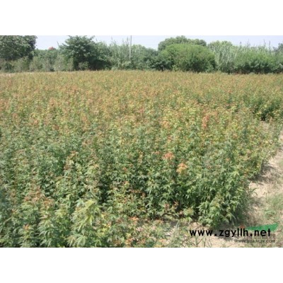 供應(yīng)紅葉石楠小苗